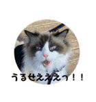 煽りデブ猫ラス（個別スタンプ：3）