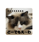 煽りデブ猫ラス（個別スタンプ：4）