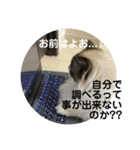 煽りデブ猫ラス（個別スタンプ：5）