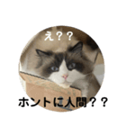 煽りデブ猫ラス（個別スタンプ：7）