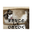 煽りデブ猫ラス（個別スタンプ：8）