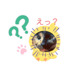 サビ猫チェミー（個別スタンプ：1）