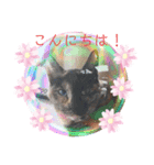 サビ猫チェミー（個別スタンプ：2）