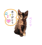サビ猫チェミー（個別スタンプ：5）