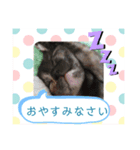 サビ猫チェミー（個別スタンプ：8）