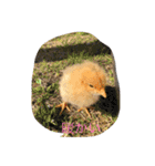 ひよこそのうちコケコッコ（個別スタンプ：1）