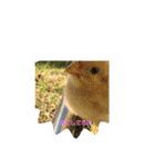 ひよこそのうちコケコッコ（個別スタンプ：3）