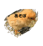 ひよこそのうちコケコッコ（個別スタンプ：4）