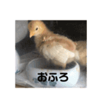 ひよこそのうちコケコッコ（個別スタンプ：15）
