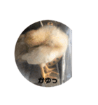 ひよこそのうちコケコッコ（個別スタンプ：16）