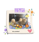 ひよこそのうちコケコッコ（個別スタンプ：19）