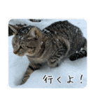 キジトラニコ・ハチワレミミ（個別スタンプ：6）