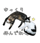 キジトラニコ・ハチワレミミ（個別スタンプ：10）