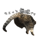 キジトラニコ・ハチワレミミ（個別スタンプ：16）