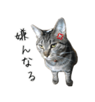キジトラニコ・ハチワレミミ（個別スタンプ：21）