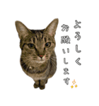 キジトラニコ・ハチワレミミ（個別スタンプ：31）