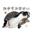 キジトラニコ・ハチワレミミ（個別スタンプ：32）