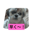 命(みこと)part2（個別スタンプ：6）