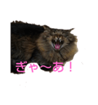 トムちゃんマン（個別スタンプ：5）