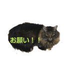 トムちゃんマン（個別スタンプ：6）