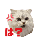 てぃむとうにちゃん（個別スタンプ：2）