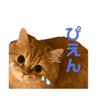 てぃむとうにちゃん（個別スタンプ：5）