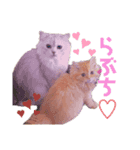 てぃむとうにちゃん（個別スタンプ：6）