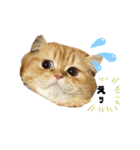 てぃむとうにちゃん（個別スタンプ：7）