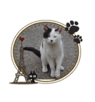 毎日野良猫（個別スタンプ：1）