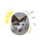毎日野良猫（個別スタンプ：3）