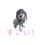 Hello mahalo（個別スタンプ：12）
