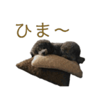Hello mahalo（個別スタンプ：13）