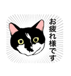 白黒と茶トラのスタンプ（個別スタンプ：1）