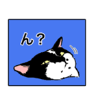 白黒と茶トラのスタンプ（個別スタンプ：3）