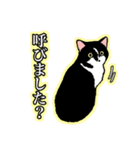 白黒と茶トラのスタンプ（個別スタンプ：7）