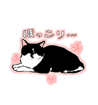 白黒と茶トラのスタンプ（個別スタンプ：9）