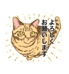 白黒と茶トラのスタンプ（個別スタンプ：17）