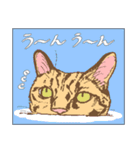 白黒と茶トラのスタンプ（個別スタンプ：30）