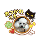 choco＆Qoo（個別スタンプ：2）