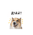 コーギーのジョン（個別スタンプ：4）