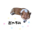 コーギーのジョン（個別スタンプ：5）