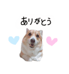 コーギーのジョン（個別スタンプ：6）