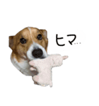 コーギーのジョン（個別スタンプ：8）