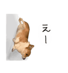 コーギーのジョン（個別スタンプ：9）