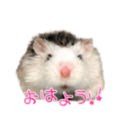 れいんのハムちゃん（個別スタンプ：1）