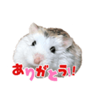 れいんのハムちゃん（個別スタンプ：3）