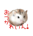 れいんのハムちゃん（個別スタンプ：5）