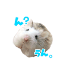 れいんのハムちゃん（個別スタンプ：7）