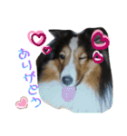 ♡可愛い家族達♡（個別スタンプ：3）