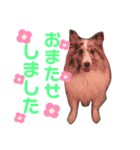 ♡可愛い家族達♡（個別スタンプ：10）